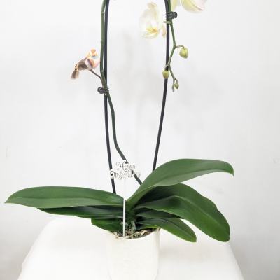 White orchid plant in a white pot with two tall stems