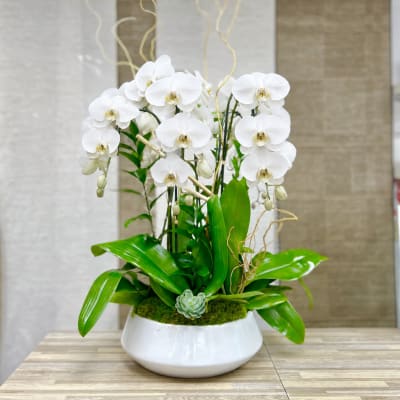 3 Orchids Plant Ceramic Vase - White