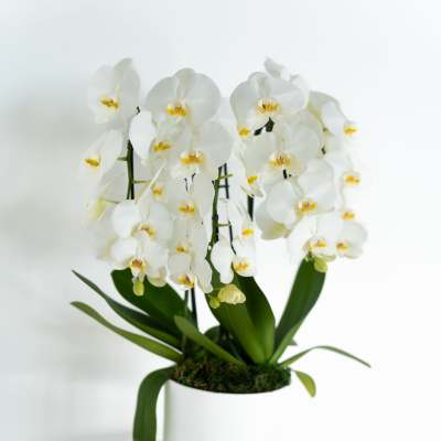 Luxury orchid Planter