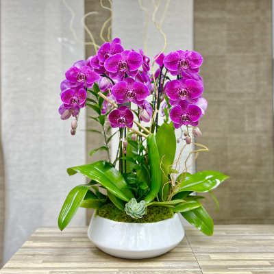 3 Orchids Plant Ceramic Vase - Hot Pink