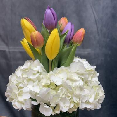 Tulips Kisses