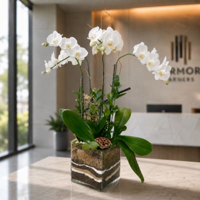 Phalaenopsis Quatro Orchid Plant - White