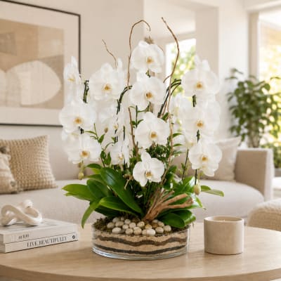 Cinco Orchid Fiesta - White