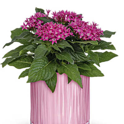 Teleflora's Shimmering Starcluster