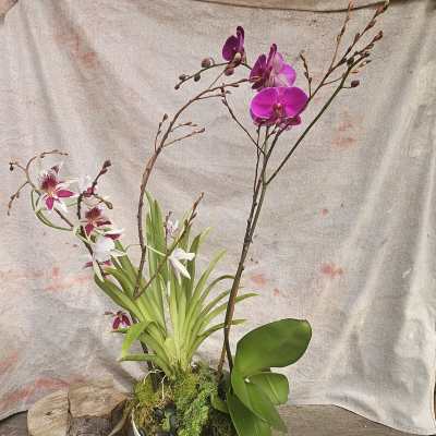 Potted purple and white orchids in a white bowl set on a rustic wood base.