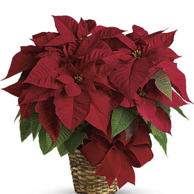 Red Poinsettia