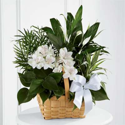White flowers and green plants arranged in a woven basket with a white ribbon