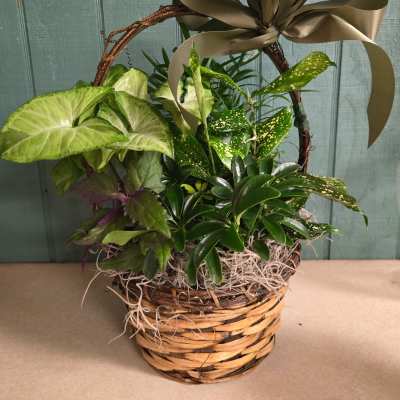 Mixed potted plants in a wicker basket with a large ribbon bow.