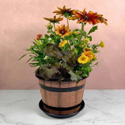 Potted flowering plant with orange and yellow daisy-like blooms in a decorative pot