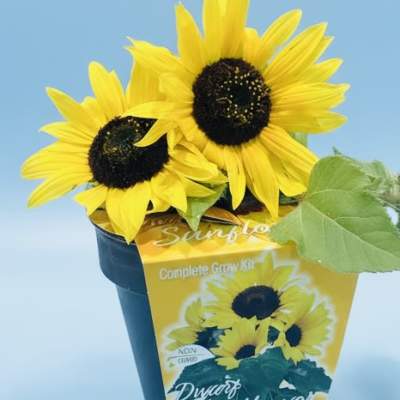 Gift a pot of dwarf sunflowers!
