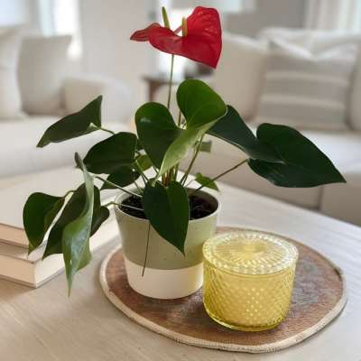 Anthurium plant with candle