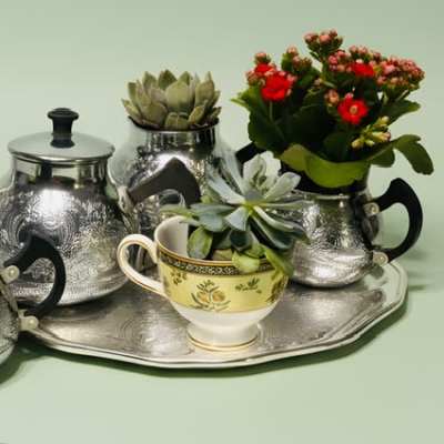 Tea and Succulents set
