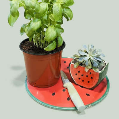 Basil plant and watermelon succulent pot kitchen bundle w/ sunflowers