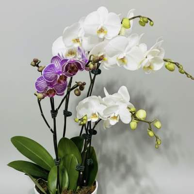 A Lust for Orchids