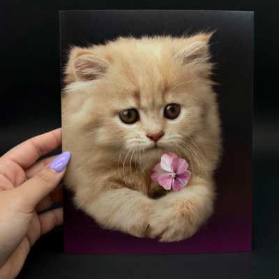 Cat Lover's card