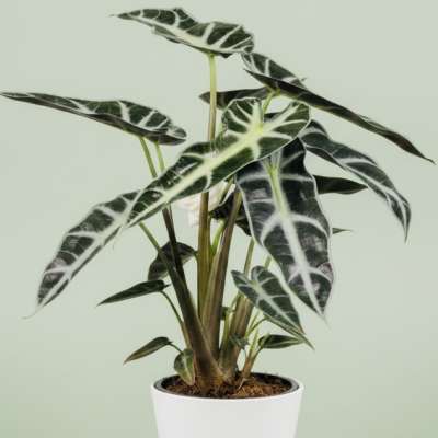 Alocasia plant (African Mask) (*complimentary bunch of sunflowers included)