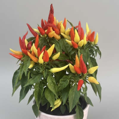 Potted Peppers