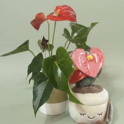 Anthurium plant gift bundle