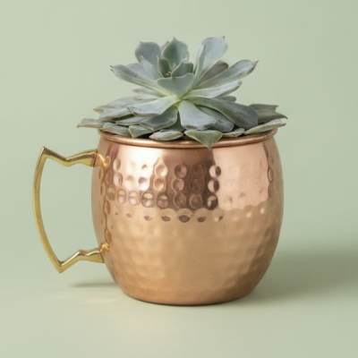 succulent mule cup