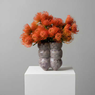 Pincushion Protea