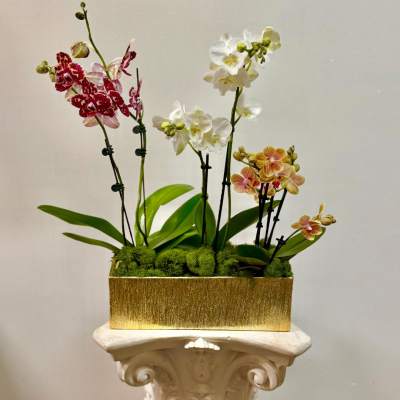 Fantasy Orchids