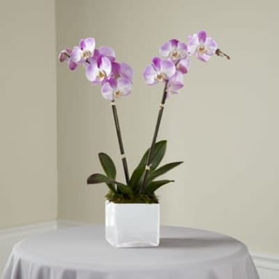 Potted orchid plant with pink and white blooms in a white square planter