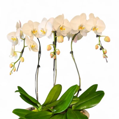 White orchid plant in a shallow gray pot