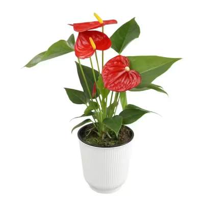 Anthurium
