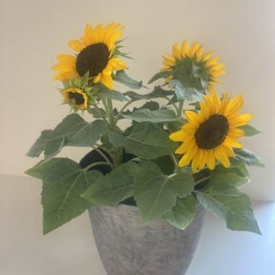 Hello Sunshine Sunflower