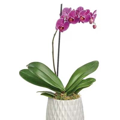 Teleflora's Architectural Orchid Plant