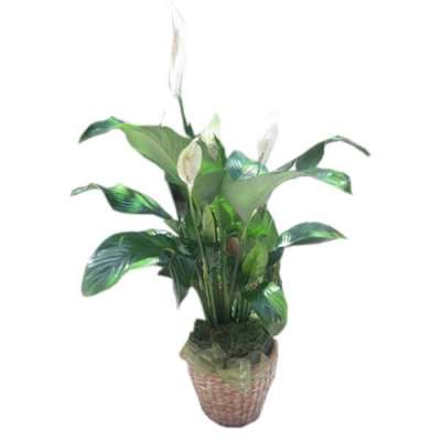Potted peace lily plant with white blooms in a woven basket