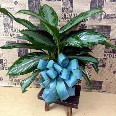 Potted green plant with a large blue ribbon bow
