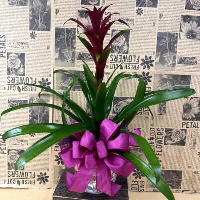 Potted bromeliad with burgundy and green leaves, tied with a purple ribbon