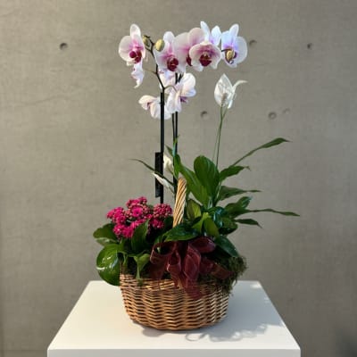 European Garden