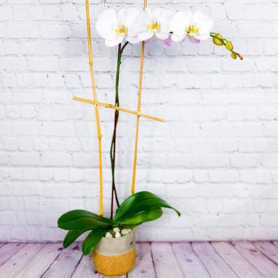 White orchid plant in a small pot with bamboo stakes