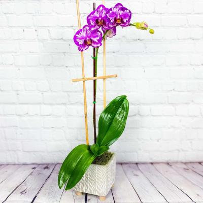 Purple orchid plant in a patterned square pot with bamboo stakes