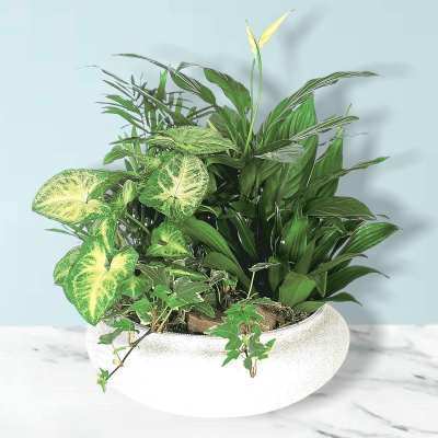 Mixed green houseplants in a white bowl planter