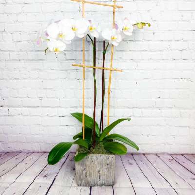 White orchid plant in a rustic square planter with bamboo stakes