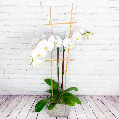 White orchids in a square planter with bamboo stakes
