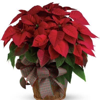 Large Red Poinsettia