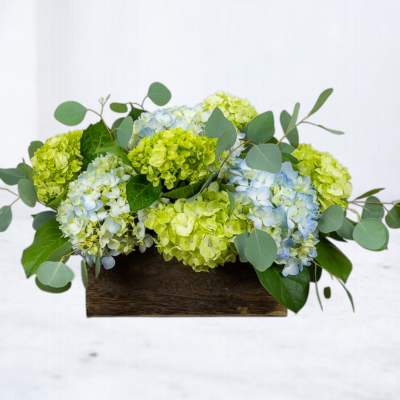 Low arrangement of blue and green hydrangeas in a wooden box