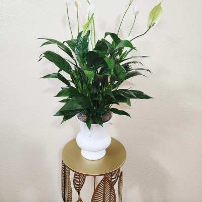 Spathiphyllum Plant
