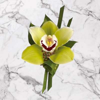 Single green orchid bloom with dark leaves on a marble background
