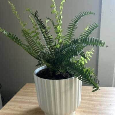 Kimberly Fern