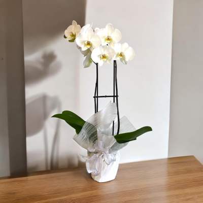 White Double Stemmed Orchid