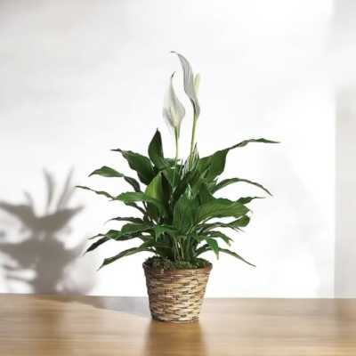 Peace Lily Plant 6in