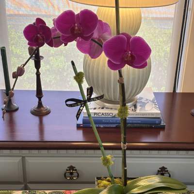 Potted magenta orchid with large blooms in a decorative square container