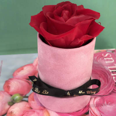 Bibas. (PRESERVED ROSE)