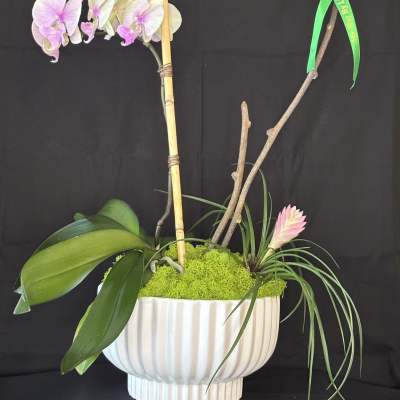 Potted orchid arrangement with pink blooms and air plants in a white planter