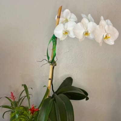 White orchid plant in a white ribbed pot with a small red bromeliad arrangement